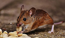 24 Hour & Emergency Exterminators in Dodgeville, WI